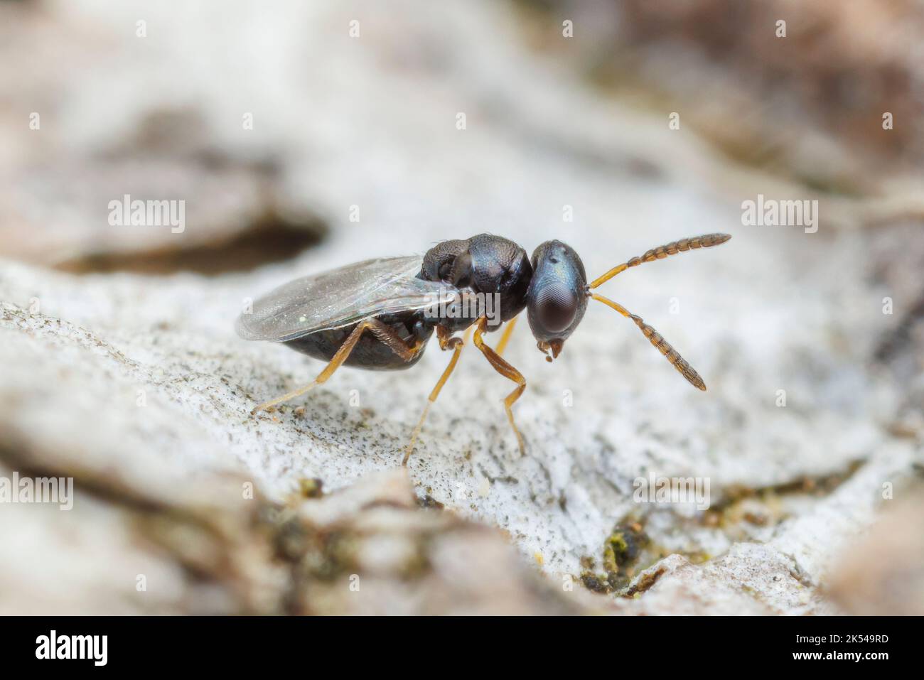 Pteromalid Wasp (Pteromalinae Stock Photo Alamy