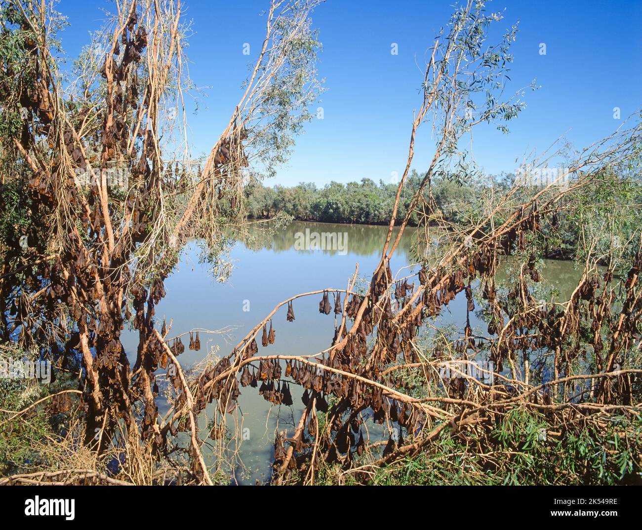A huge colony of Little red flying fox bats On the Norman river. near