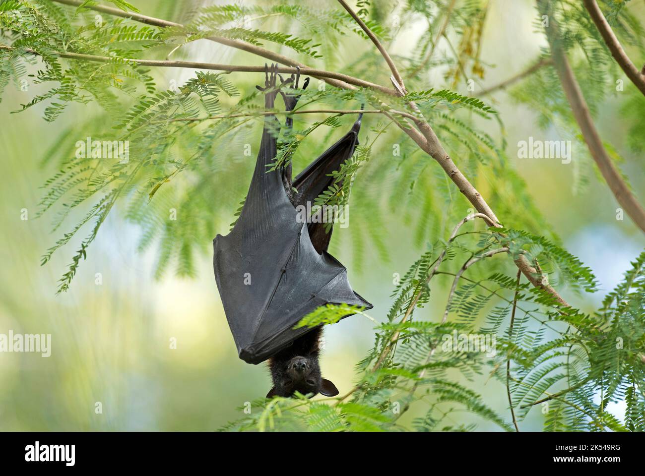 Timber Creek, Northern Territory,Australia bats little red flying fox