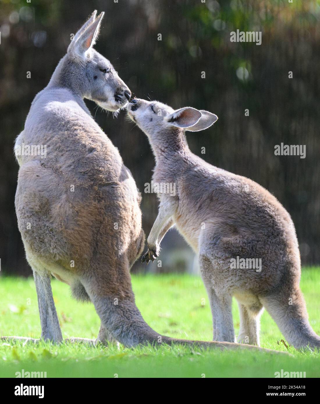Dresden, Germany. 05th Oct, 2022. Red Giant Kangaroos Stand In A Meadow