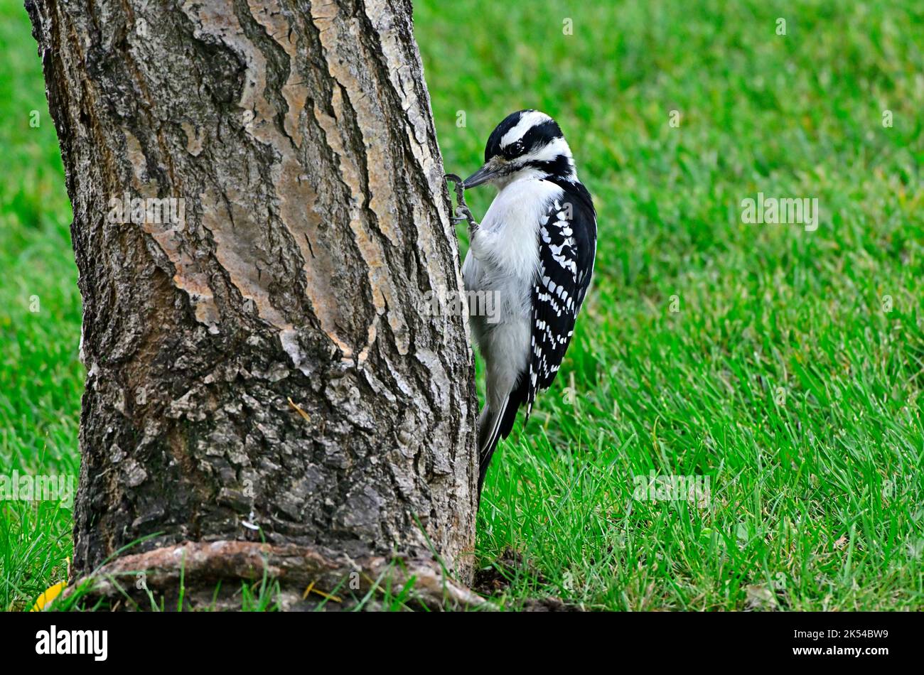 A wild Hairy Woodpecker "Picoides pubescens", climbing up a tree trunk in rural Alberta Canada, Stock Photo
