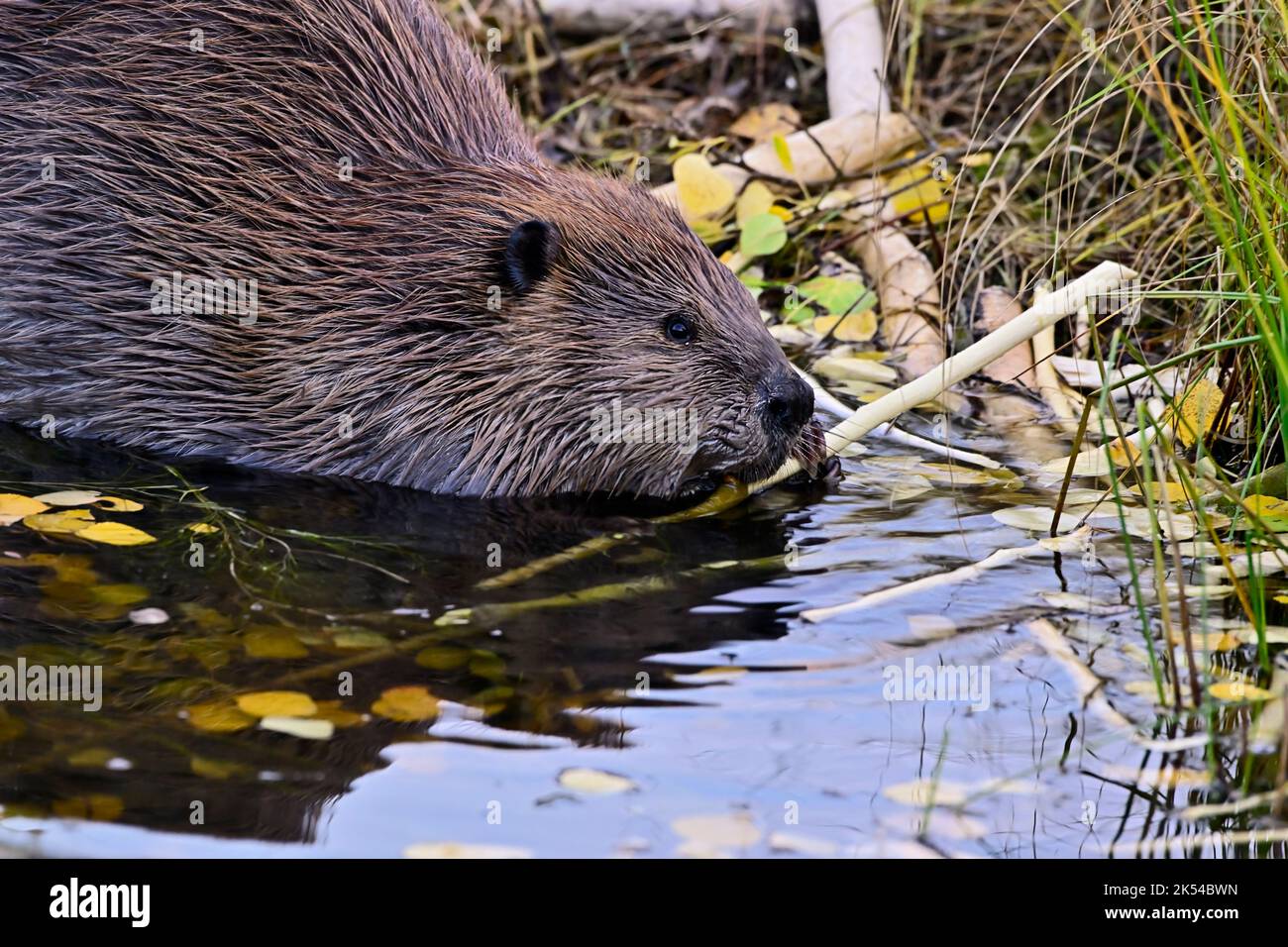 A Canadian Beaver 'Castor canadensis', feeding on bark from an aspen tree branch in rural Alberta Canada Stock Photo