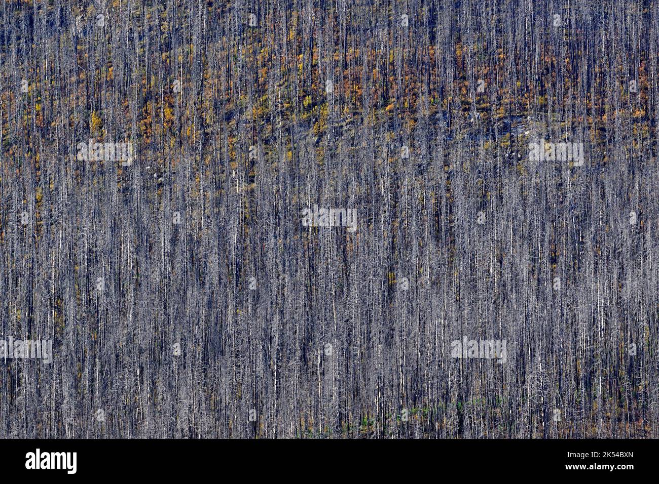 Dead trees burnt by a forest fire along the shore of Medicine Lake in