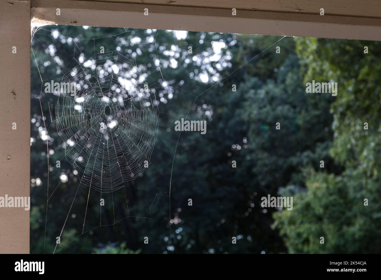 Spider Web Stock Photo