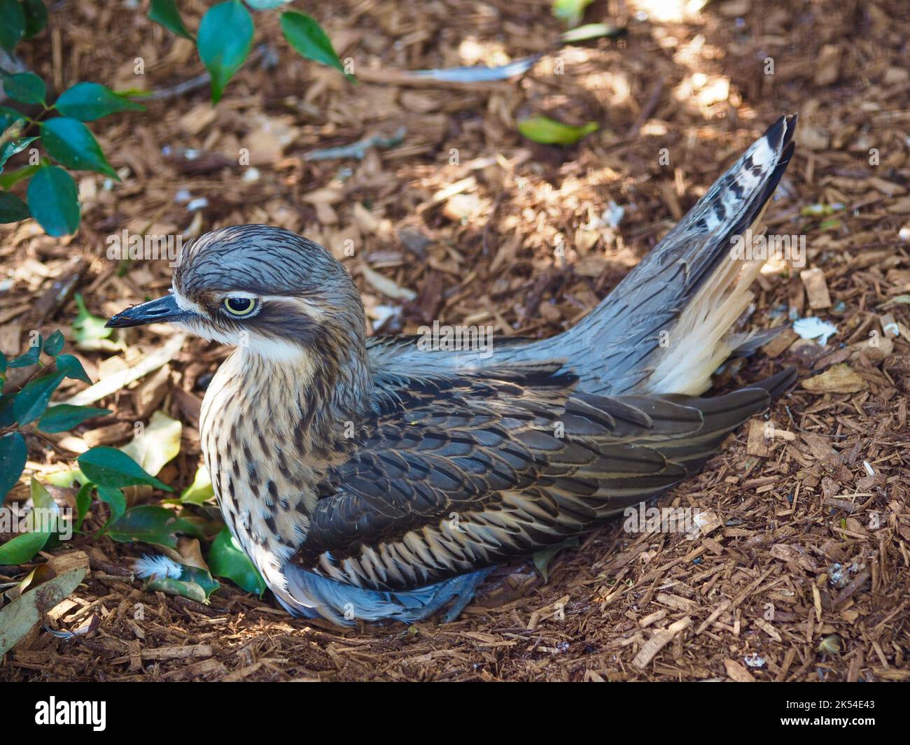 Shy apprehensive Bush Stone-Curlew camouflaged against a natural background. Stock Photo