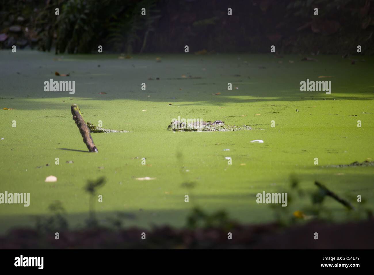 eyes of a crocodile rising above water level. Water of the pond is covered in green algae or duckweed. Stock Photo