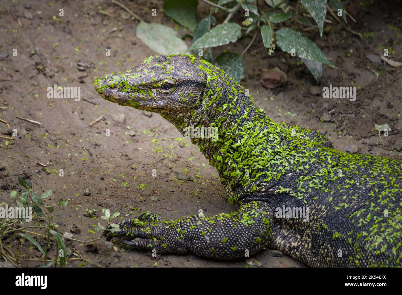 indian monitor lizard or bengal monitor basking in morning sun covered in green duckweed. Stock Photo