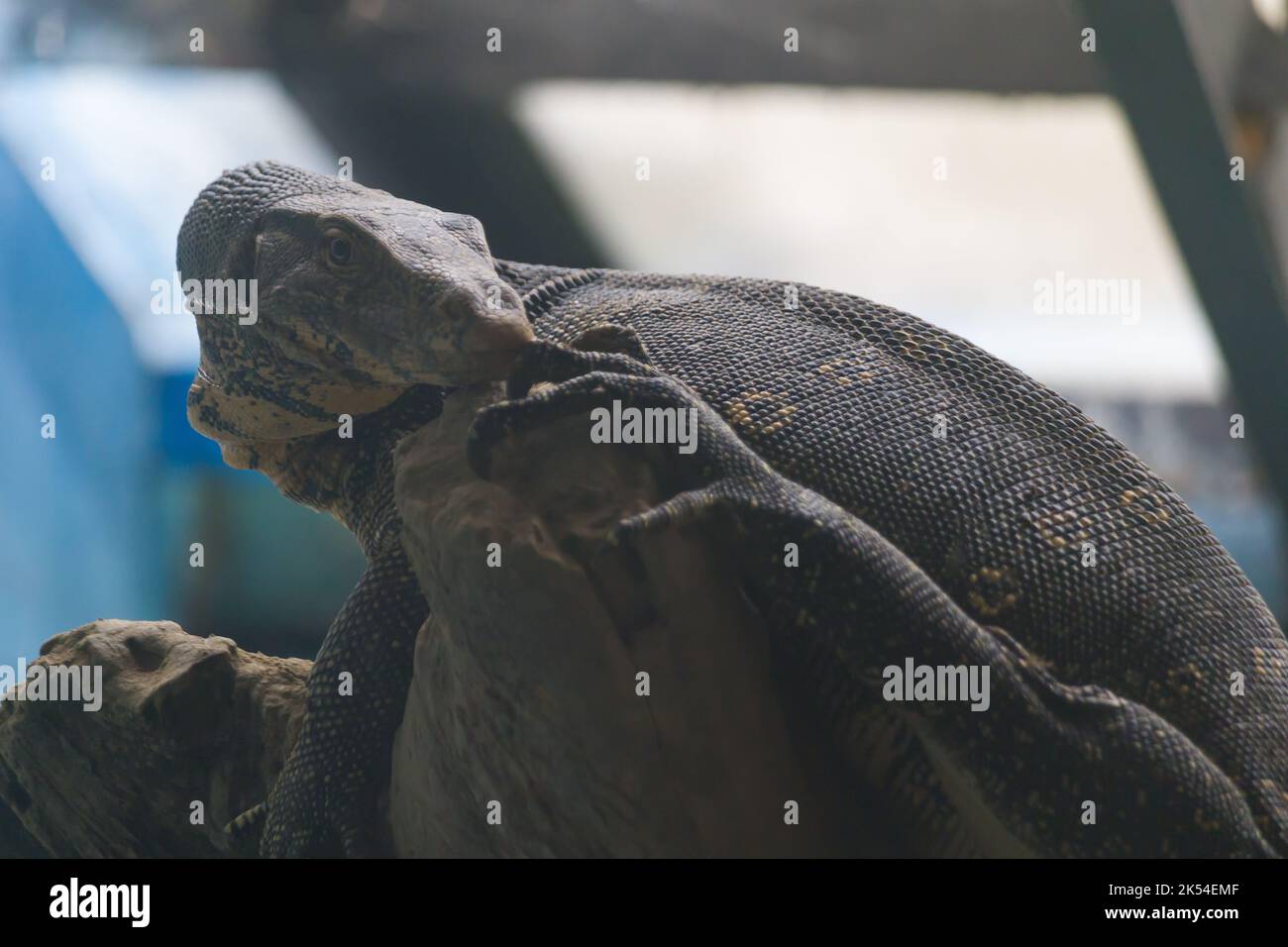 indian monitor lizard or bengal monitor basking in morning sun. Stock Photo