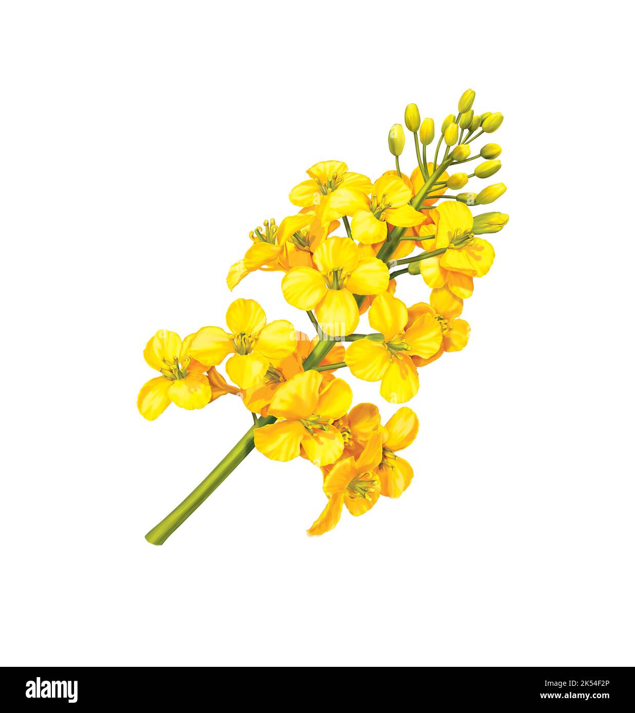 Canola flower on white Cut Out Stock Images & Pictures - Alamy