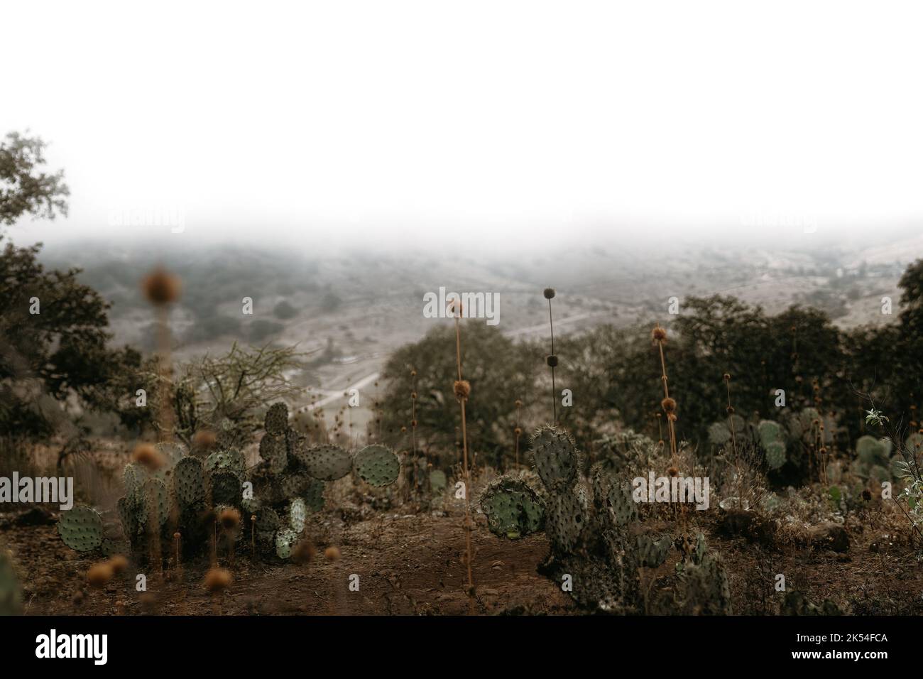 A Mexican landscape with cactus and agaves Stock Photo - Alamy