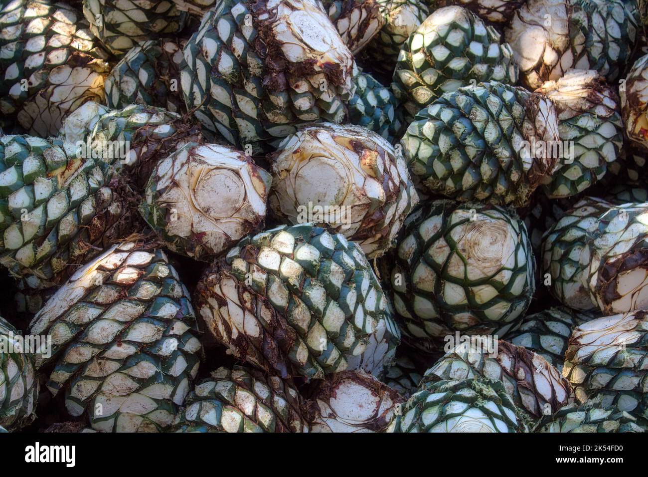 A Agave piles in distillery waiting for processing, Tequila, Jalisco