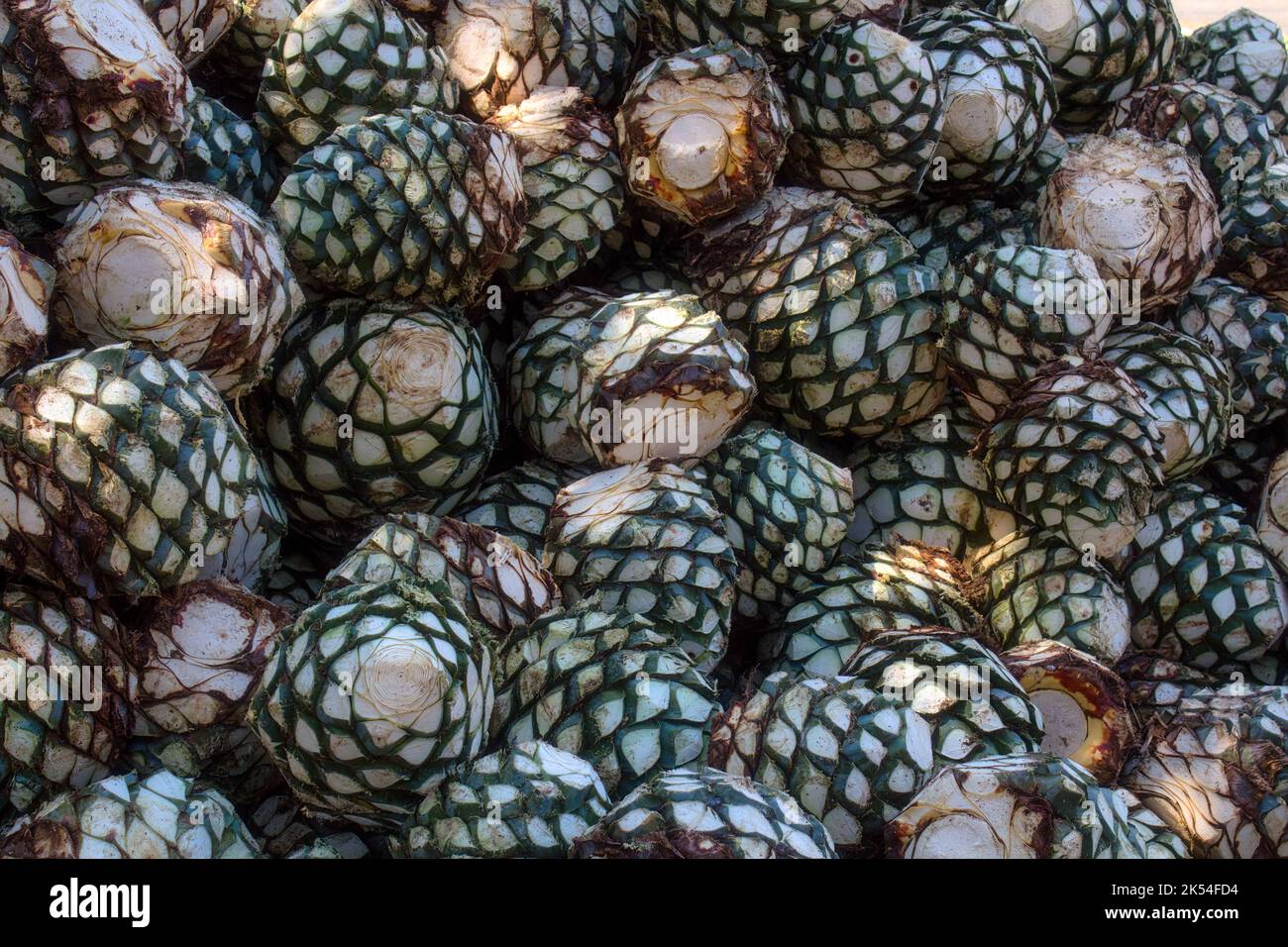 A Agave piles in distillery waiting for processing, Tequila, Jalisco