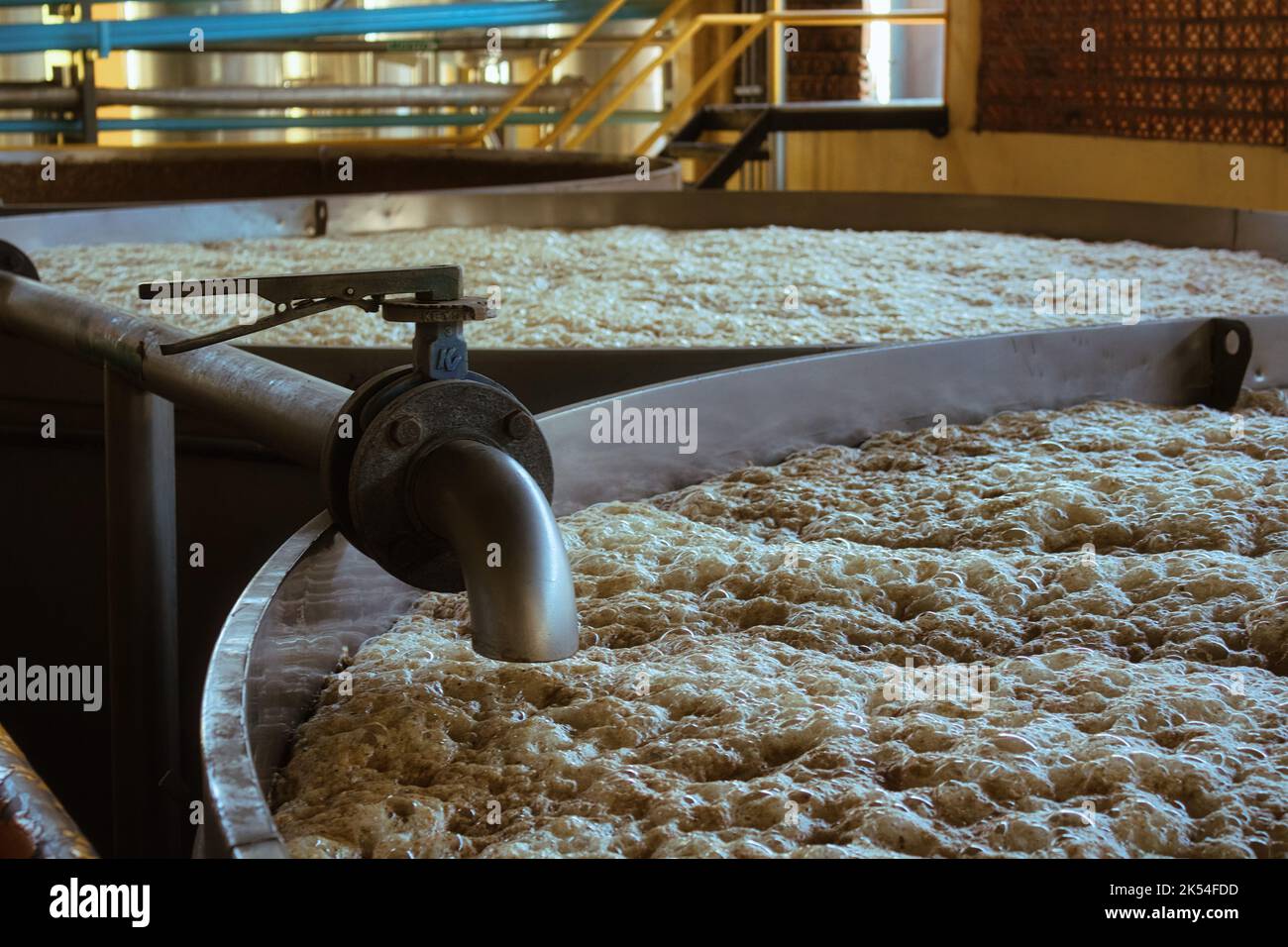 A Blue agave (Agave tequilana) mosto (must) ferments in a stainless ...
