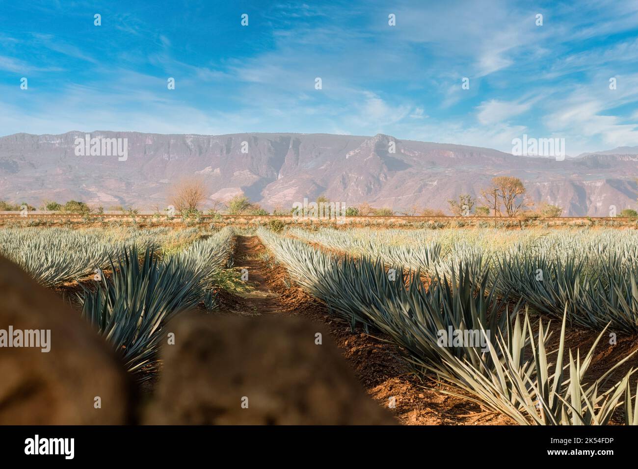 A Agave field for Tequila production, Jalisco, Mexico Stock Photo Alamy