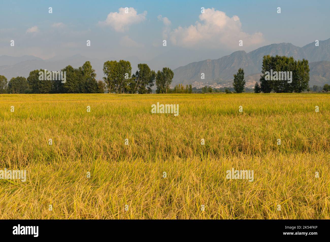 Ripe rice field with sky in the background at sunset time Stock Photo