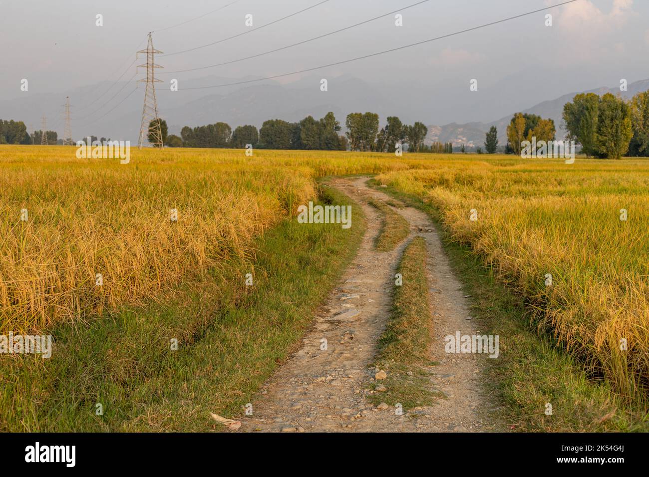 Dirt road passing through the yellow ripe rice fields Stock Photo