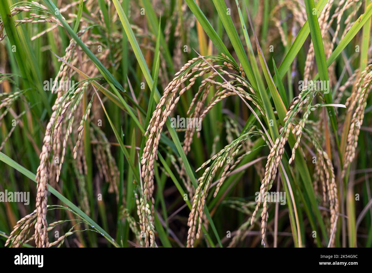 Ears of ripe rice closeup view Stock Photo