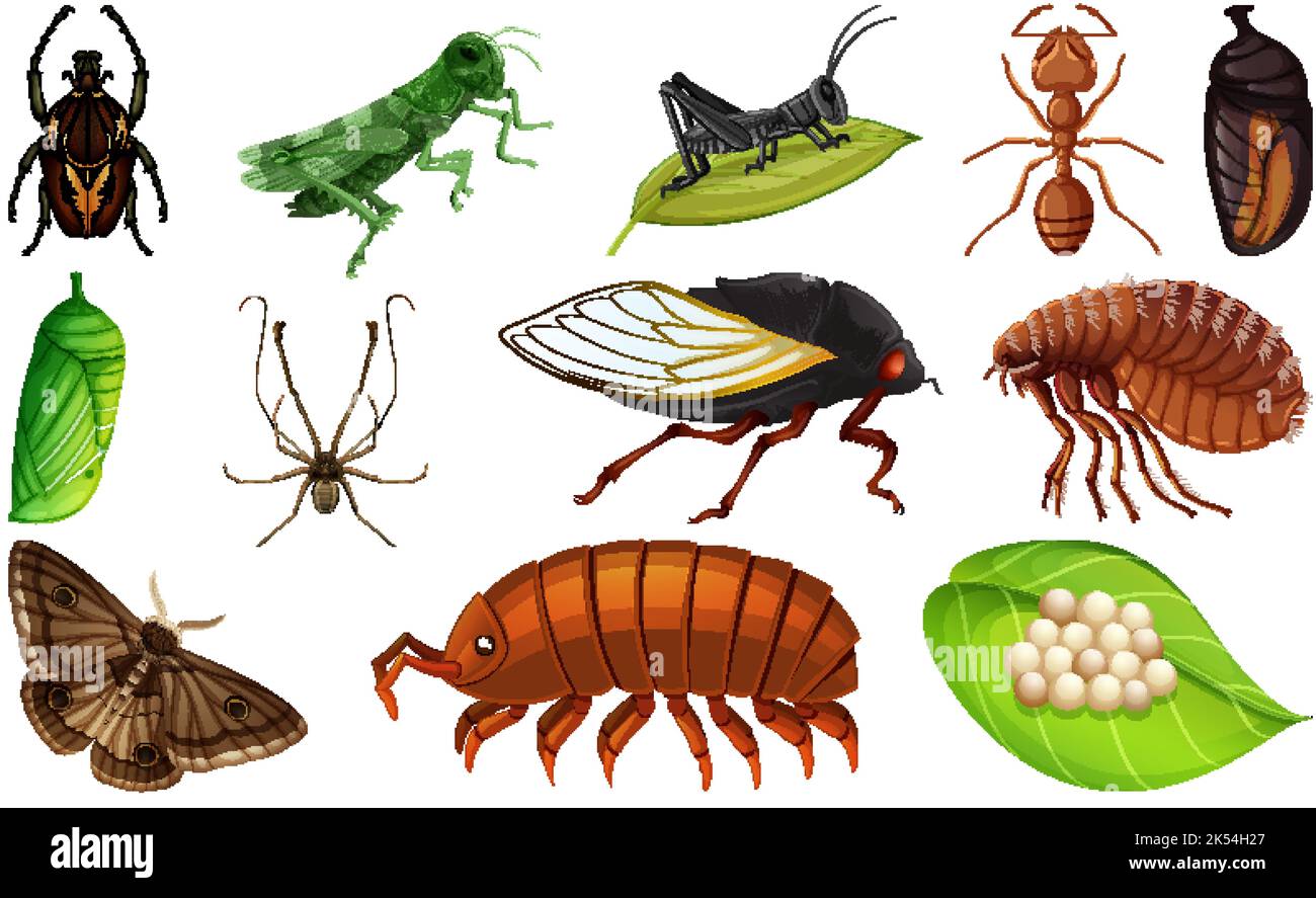 Different kinds of insects collection illustration Stock Vector Image ...