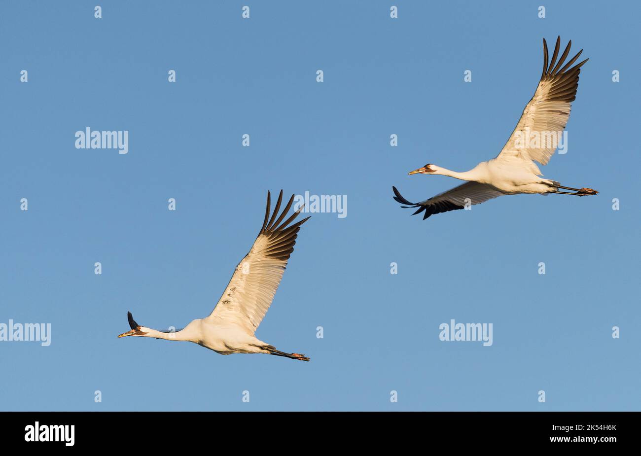 Whooping cranes Stock Photo