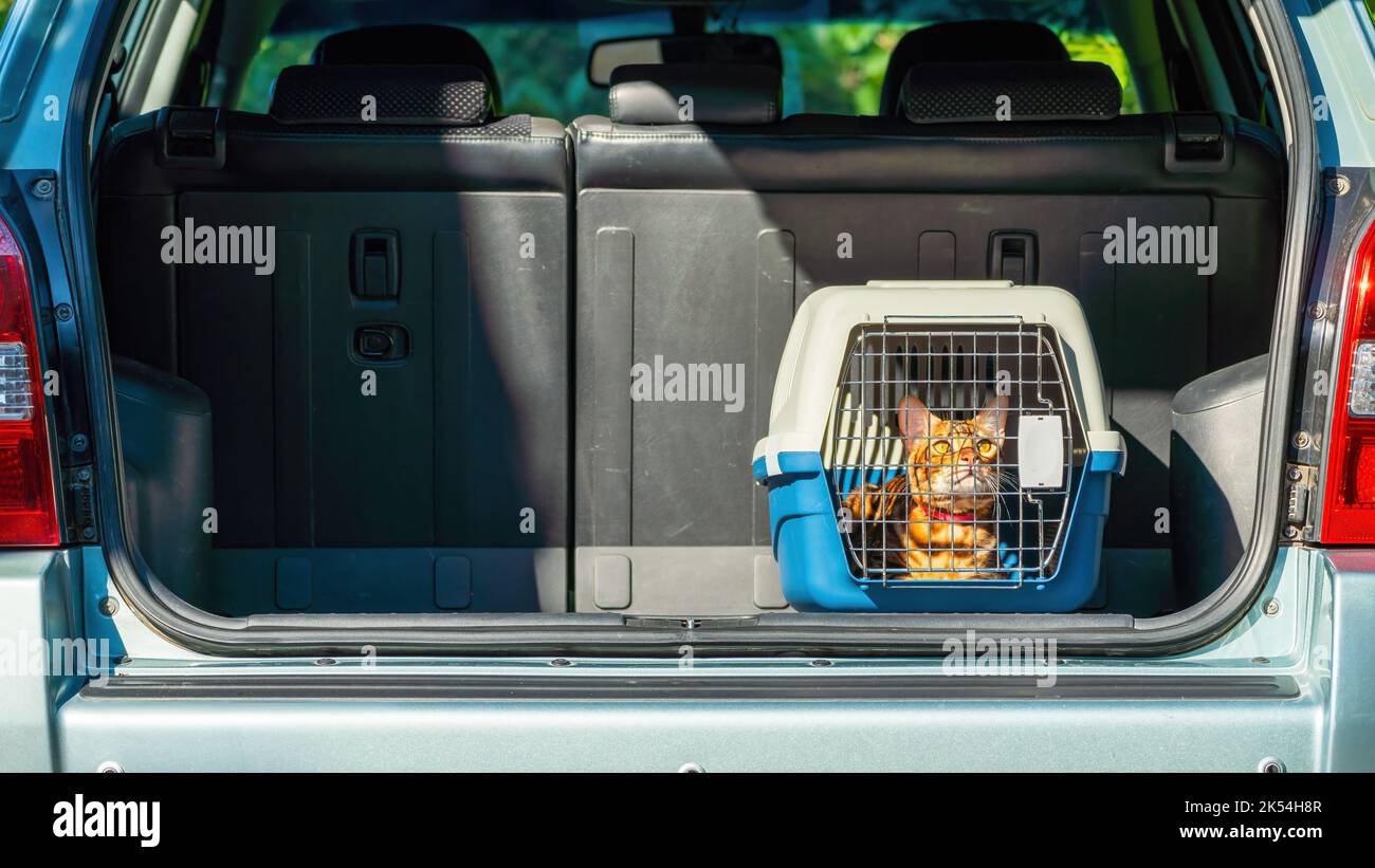 Carrier for cats in the trunk of a car. Transportation of pets Stock