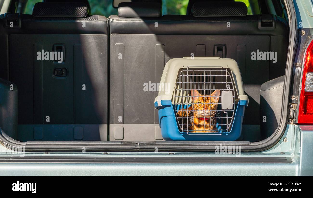Carrier for cats in the trunk of a car. Transportation of pets Stock
