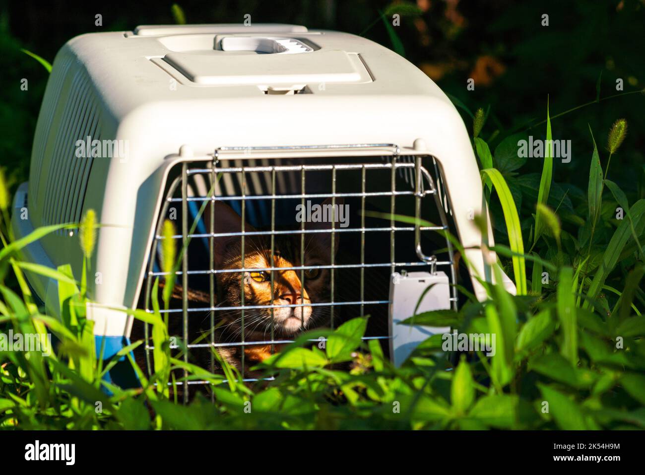 Carrier for cats for transportation of pets Stock Photo