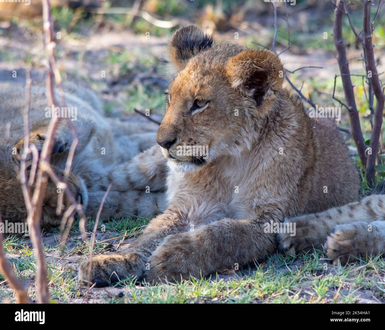 Lion cub rests in the shade of a bush on the savannah in Africa Stock ...