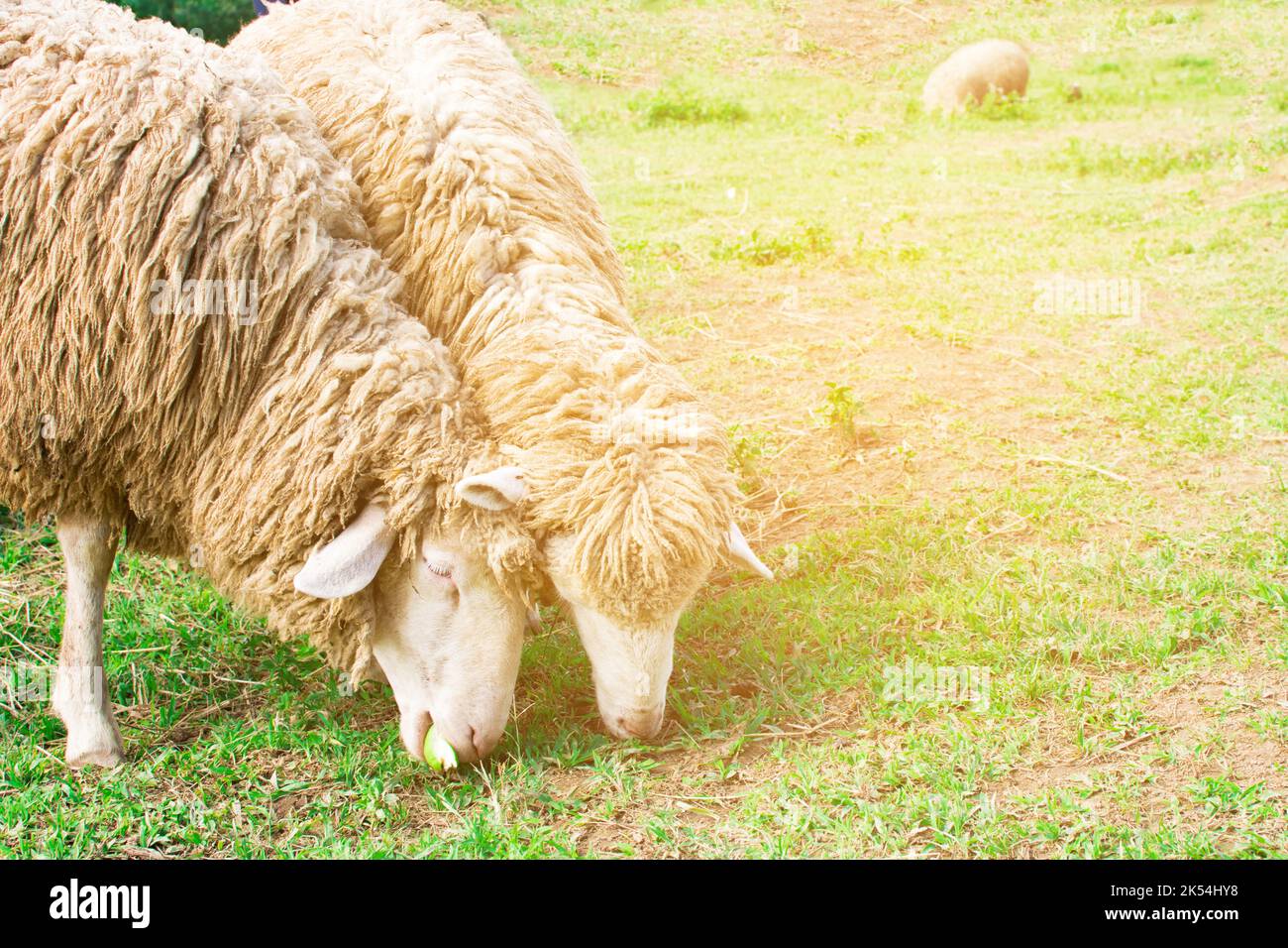 Sheep on green grass And beautiful nature. cute sheep Stock Photo - Alamy