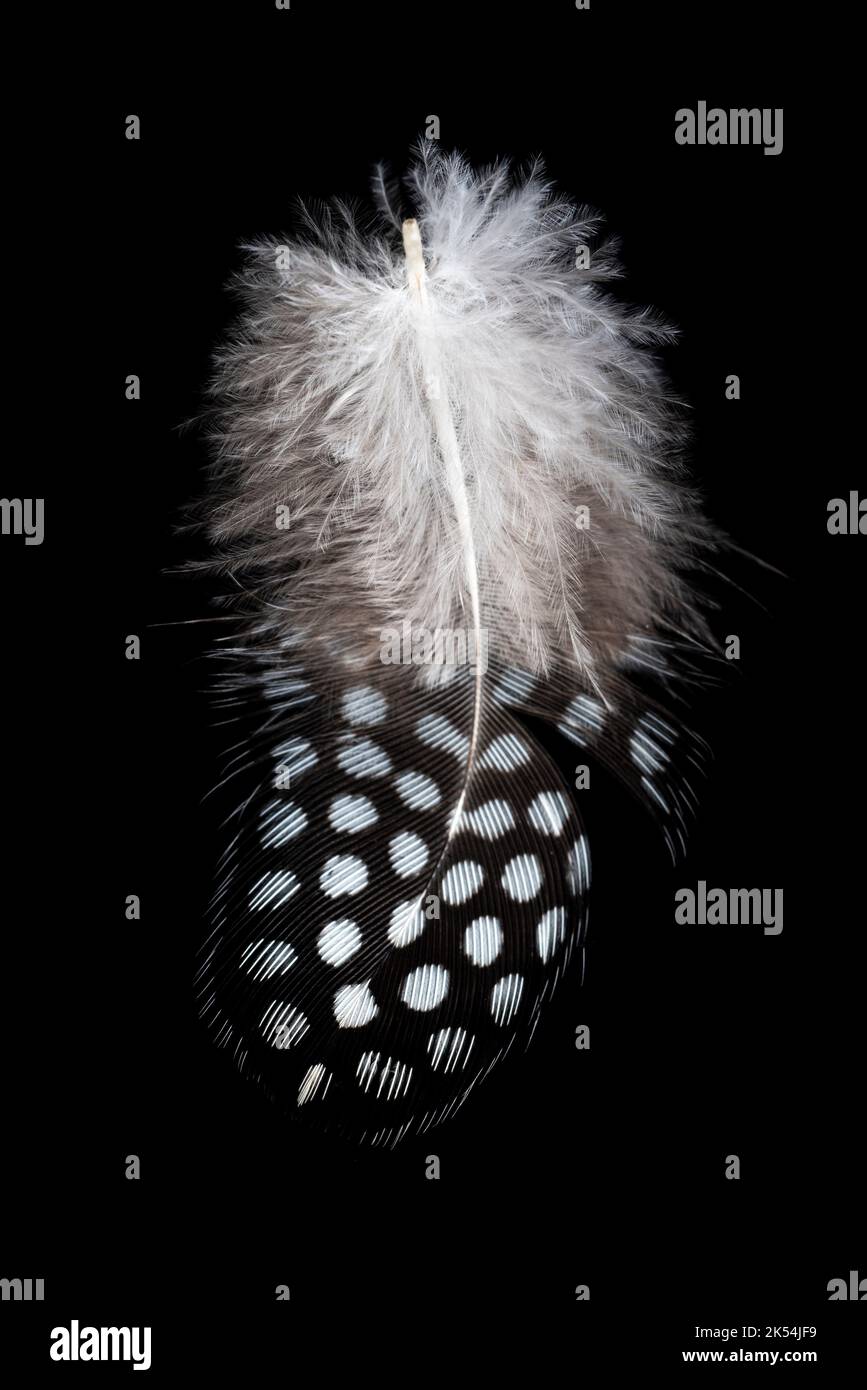 A vertical closeup of a white feather with spots isolated on a black