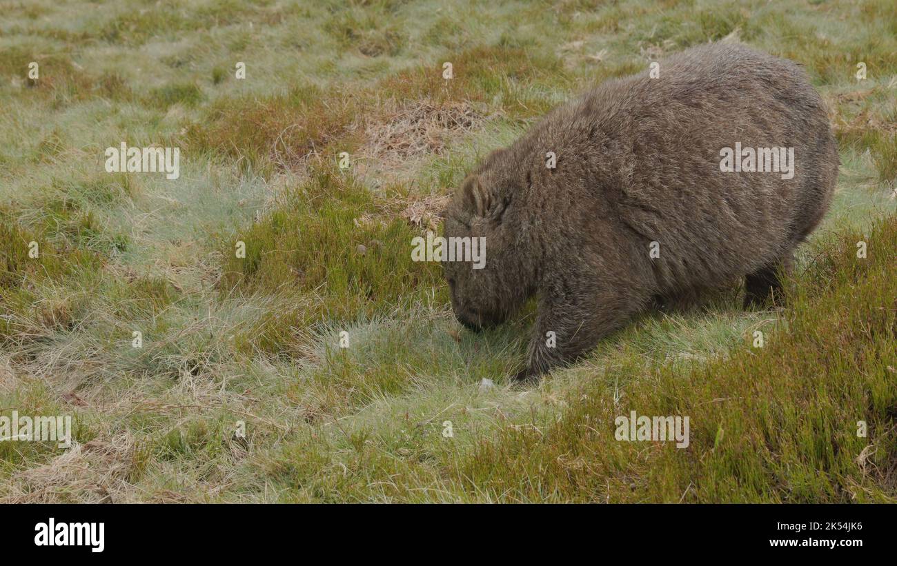 close up of a wombat approaching at cradle mountain Stock Photo
