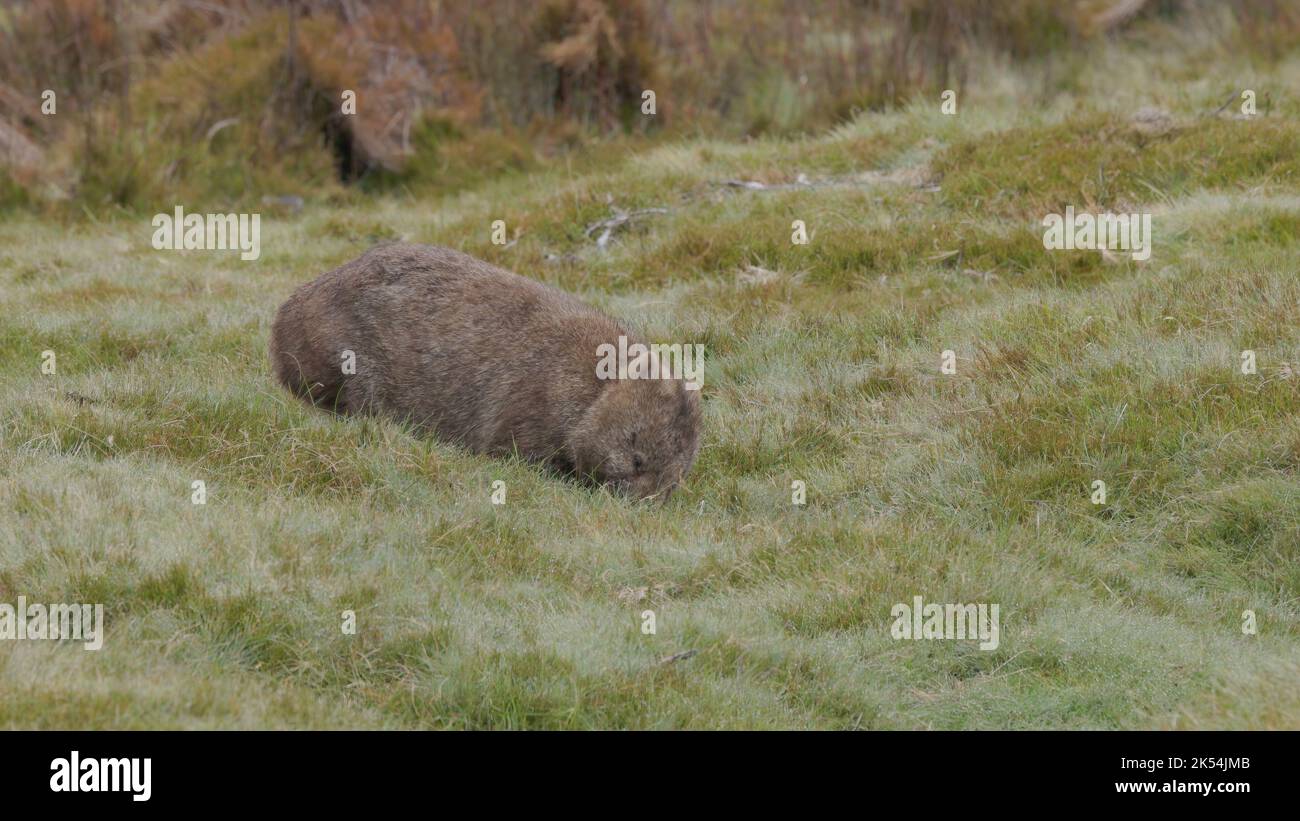 side view of a wombat grazing at cradle mt Stock Photo