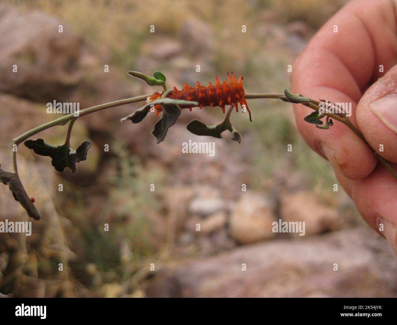 Small Red Caterpillar on Twig in Hand Stock Photo - Alamy