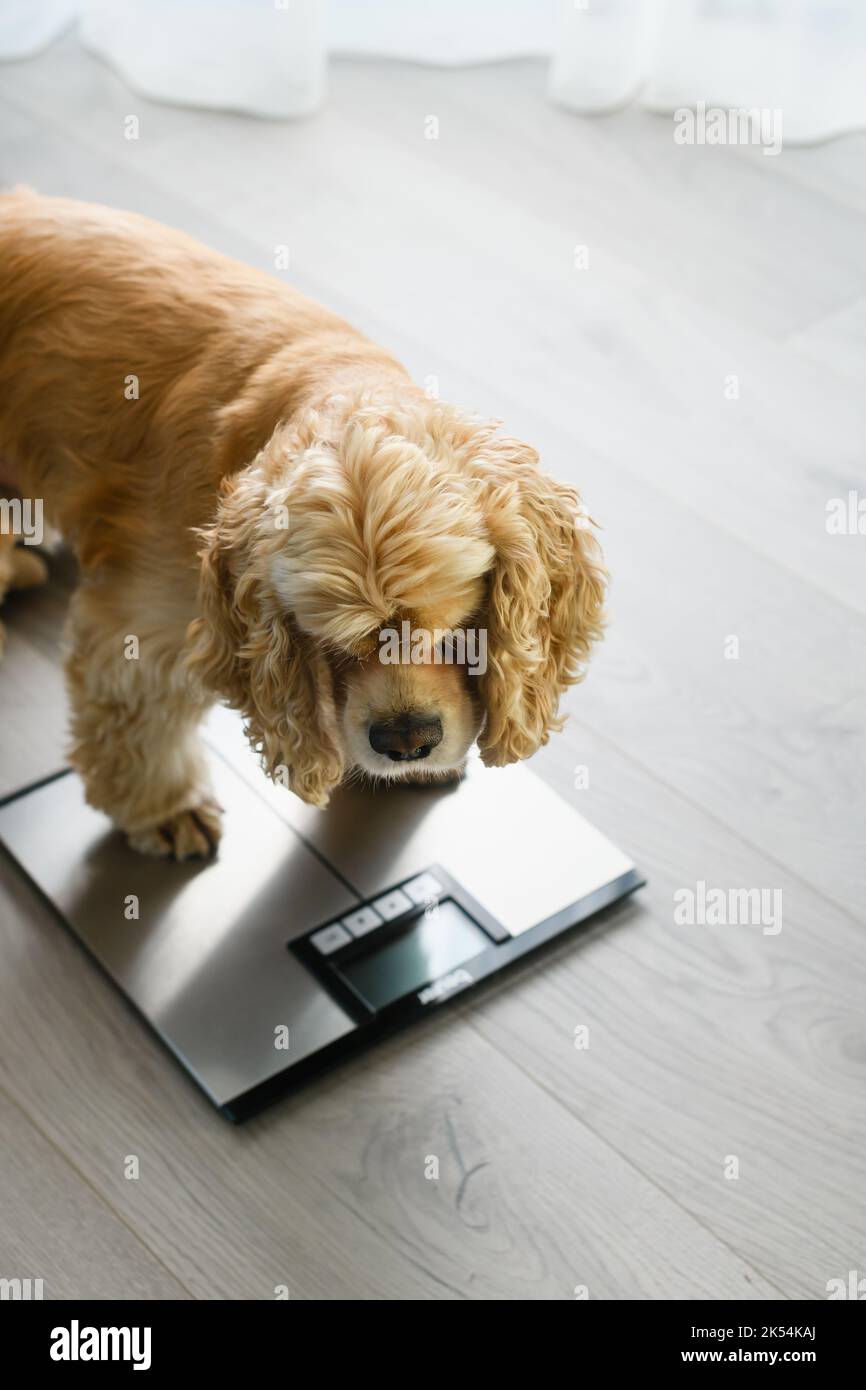 https://c8.alamy.com/comp/2K54KAJ/dog-sitting-on-weight-scales-at-home-concept-of-pet-health-care-animal-obesity-problem-and-diet-control-2K54KAJ.jpg