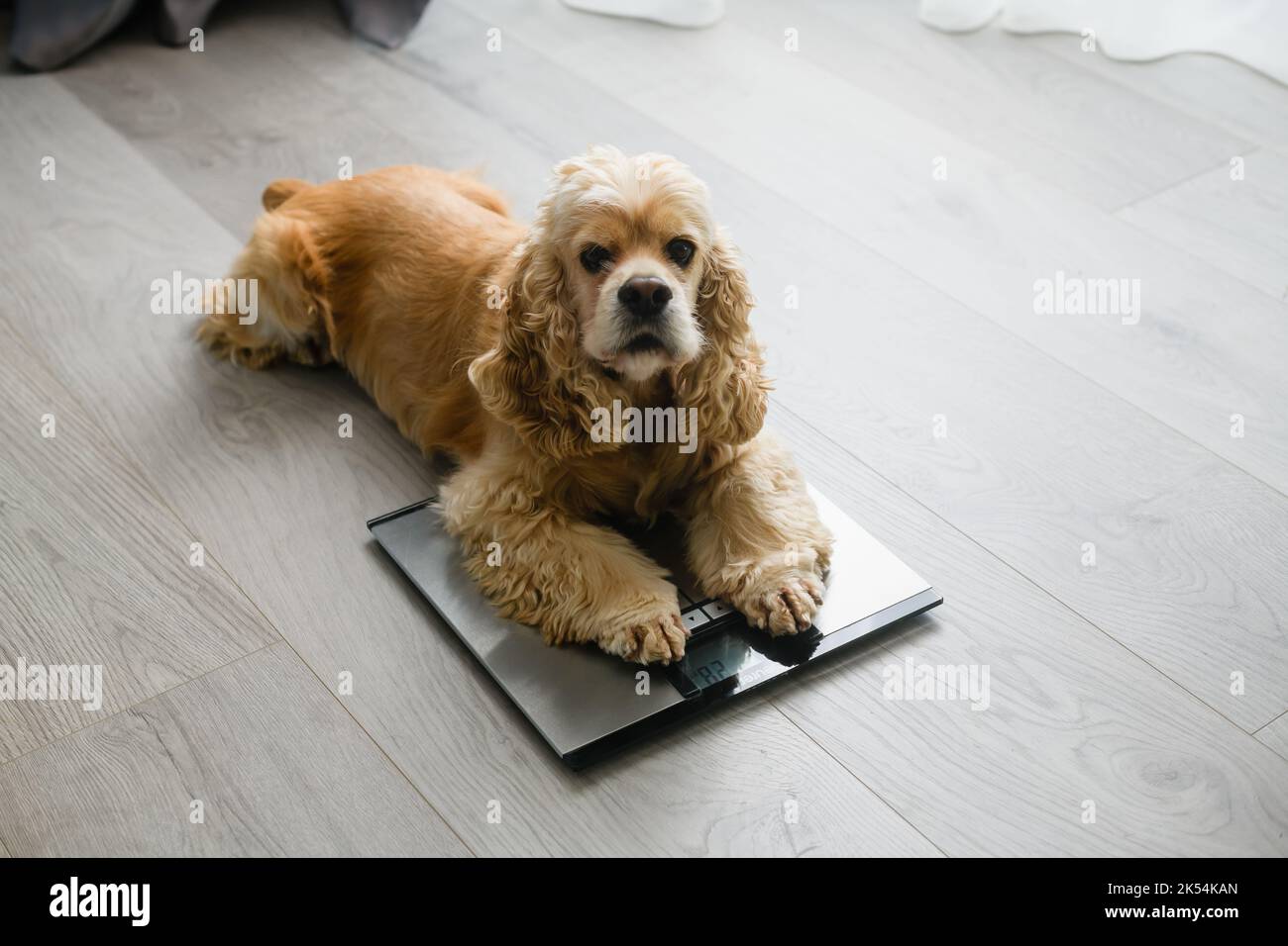 Dog sitting on weight scales at home. Concept of pet health care
