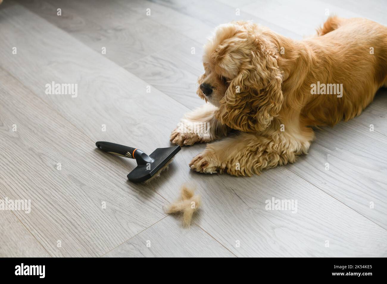 Adorable American Cocker Spaniel lying on the floor with a comb at home Stock Photo Alamy
