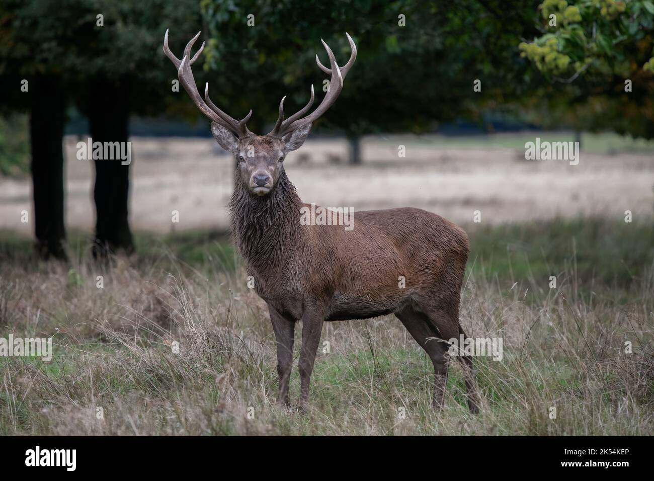 A portrait of a red deer stag standing on a field with trees in the background. He is staring at the camera Stock Photo