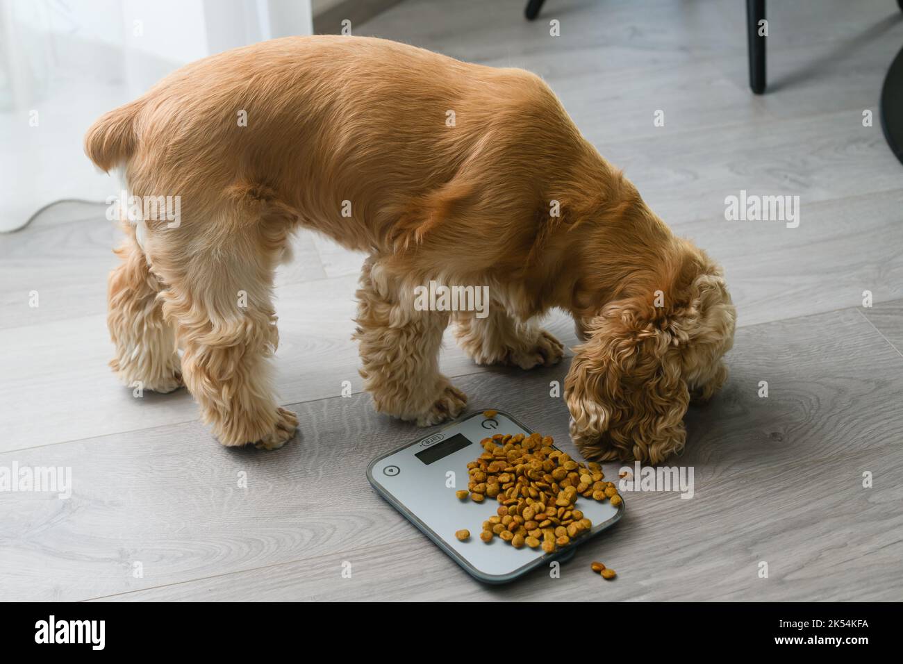 American Cocker Spaniel eats dry food scattered on a kitchen scale