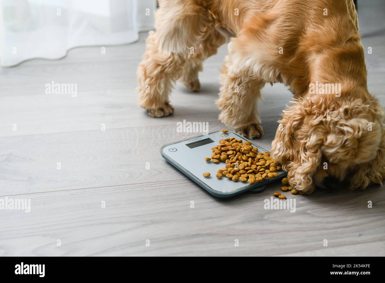 Dogs Feet Standing On A Scale With A Food Bowl Beside It Stock Photo -  Download Image Now - iStock