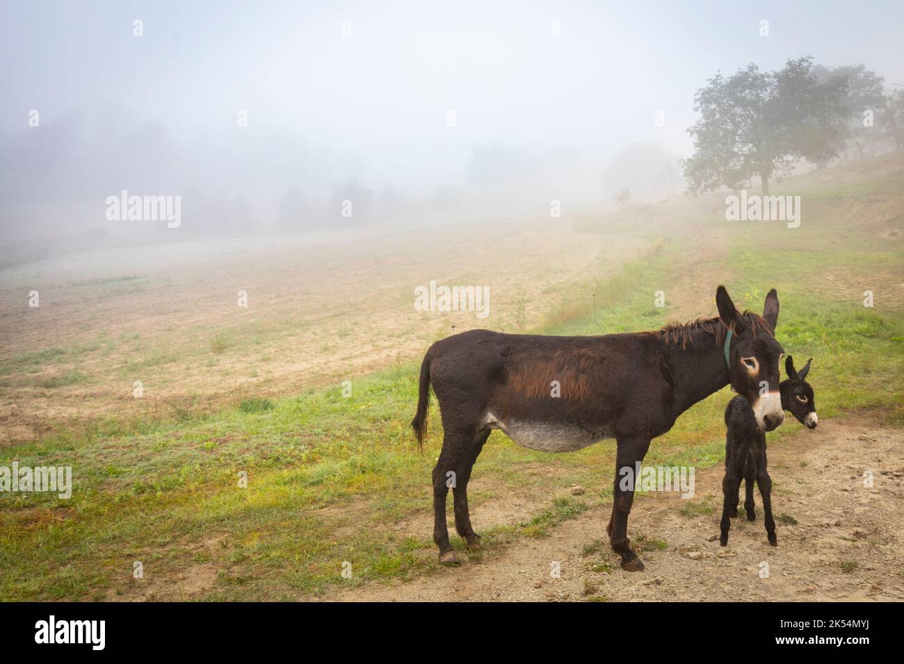 Guarà or ruc català (Equus asinus var. catalana) newborn foal (fillie, female). Catalan donkey breed. Stock Photo