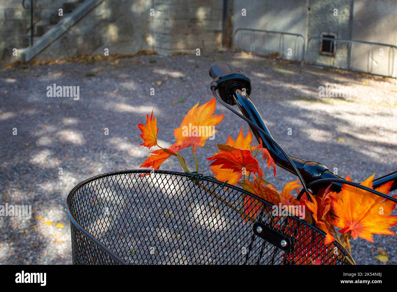 Bicycle basket with autumn leaves in bright colors Stock Photo
