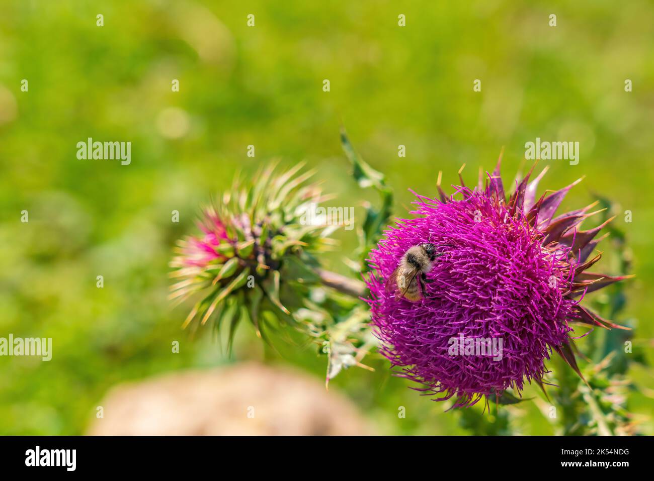 Beekeeper collects honey hi-res stock photography and images - Alamy