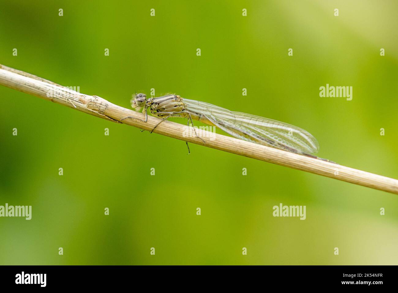 Damselfly perched on a reed with a green background Stock Photo