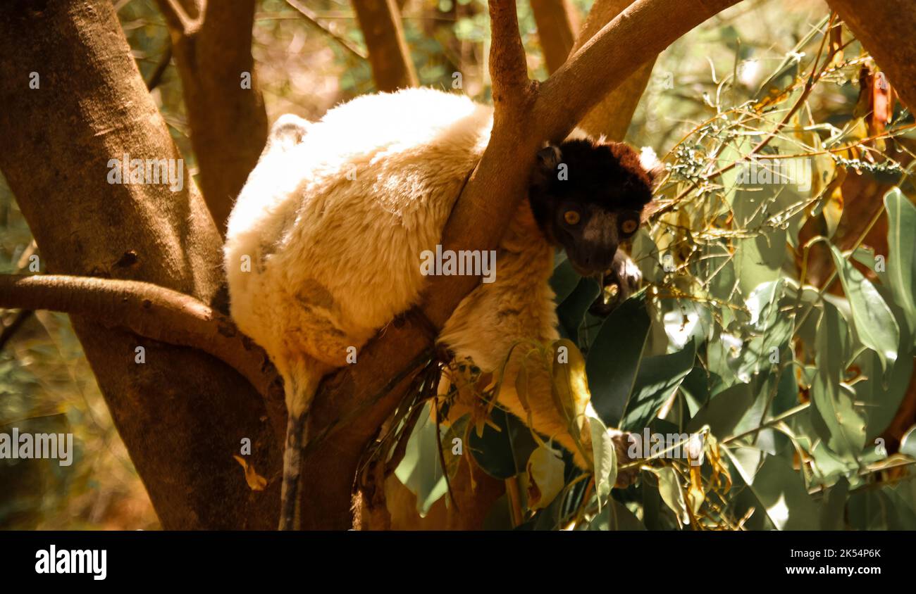 Portrait Of The Coquerel s Sifaka Aka Propithecus Coquereli At Lemurs portrait-of-the-coquerel-s-sifaka-aka-propithecus-coquereli-at-lemurs