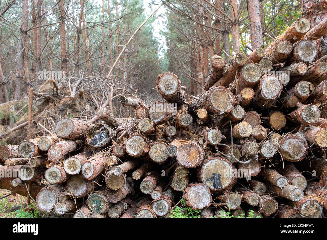 Pile of logs, stack of wood in pine tree forest. Sanitary logging