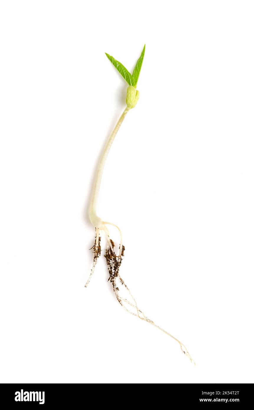 Mung bean seedling close up from above. Dicotyledon plantlet of Vigna radiata showing roots. Stock Photo
