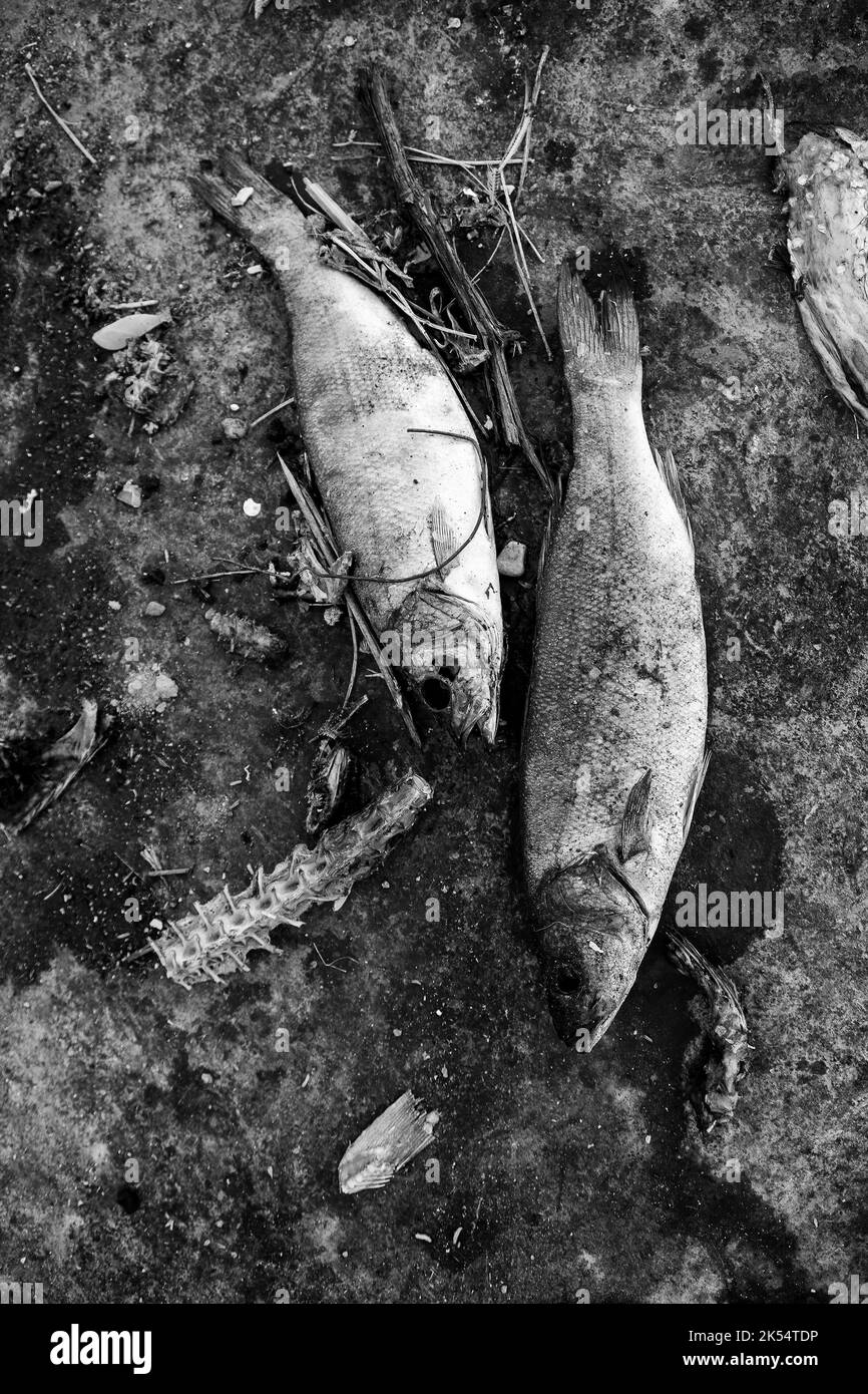 Detail of fish in poor condition, garbage and pollution Stock Photo