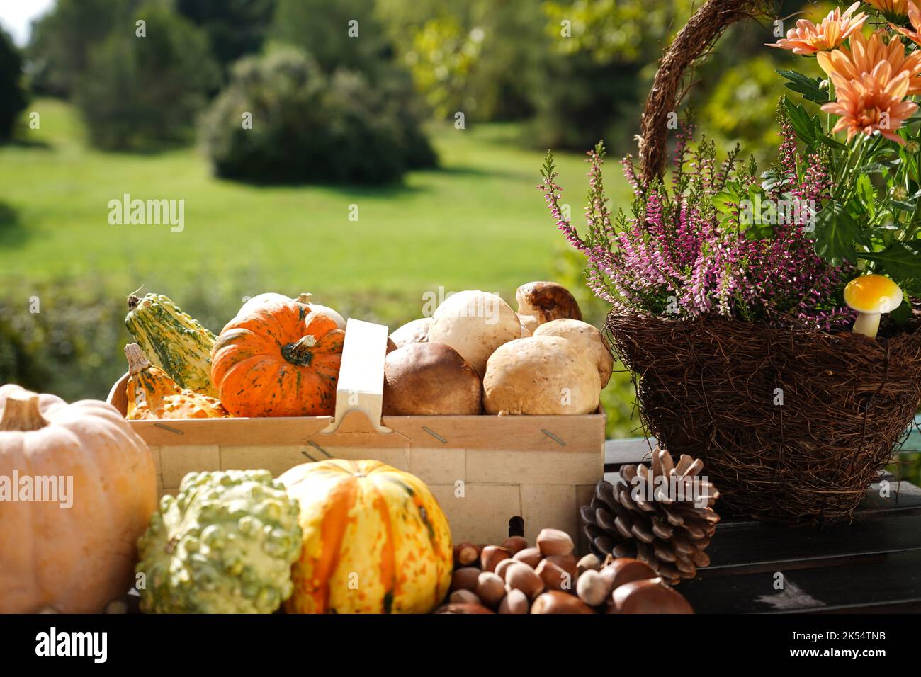 Autumn still life with flowers, pumpkins, chestnuts and mushrooms in a basket with natural background Stock Photo