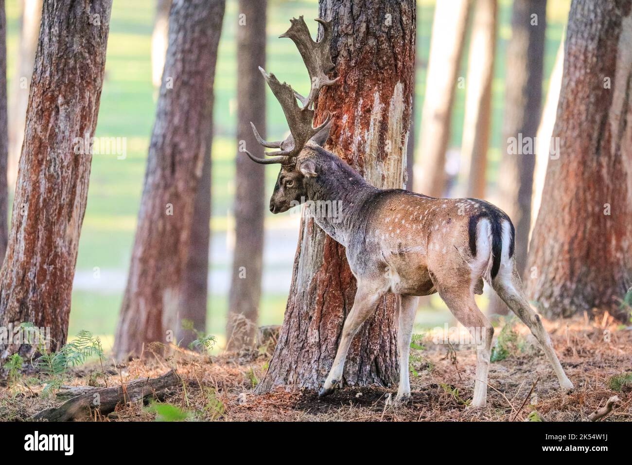 Deer antlers tree rub hires stock photography and images Alamy