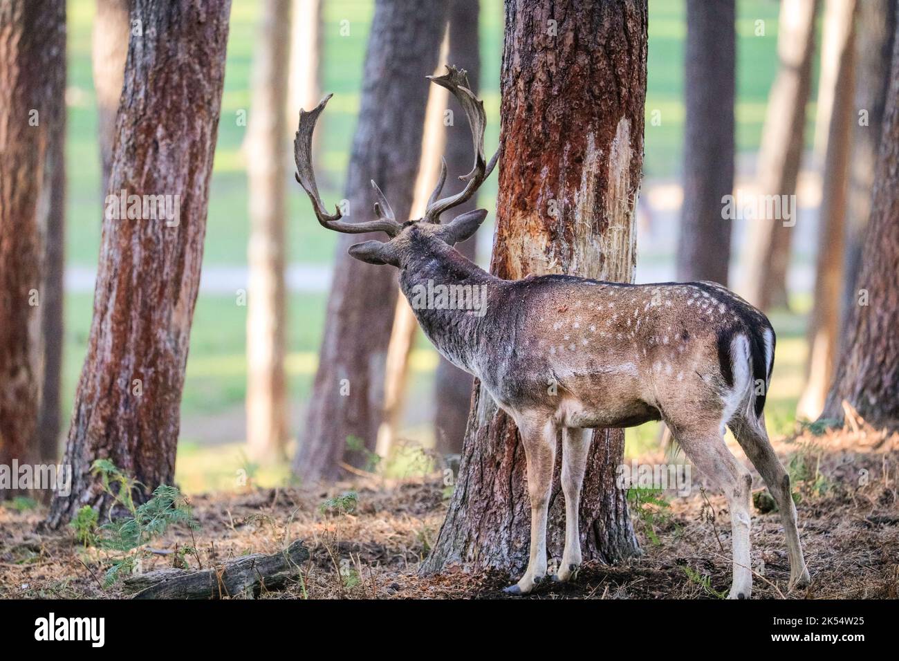 Rubbing antlers on trees hires stock photography and images Alamy