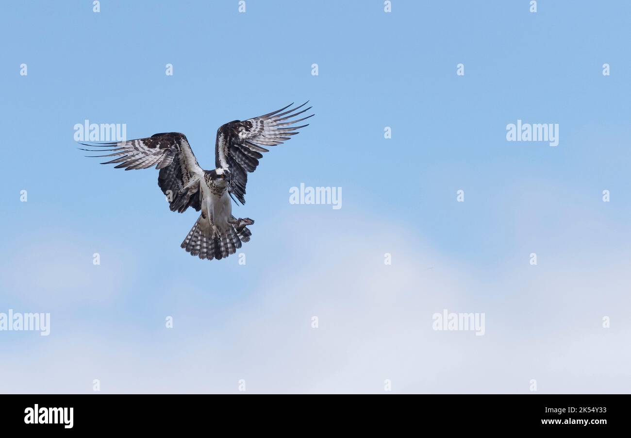 Osprey in the blue sky Stock Photo - Alamy